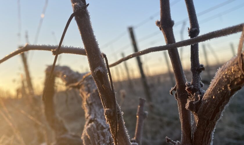 Salon Aux Vignobles Saint Malo