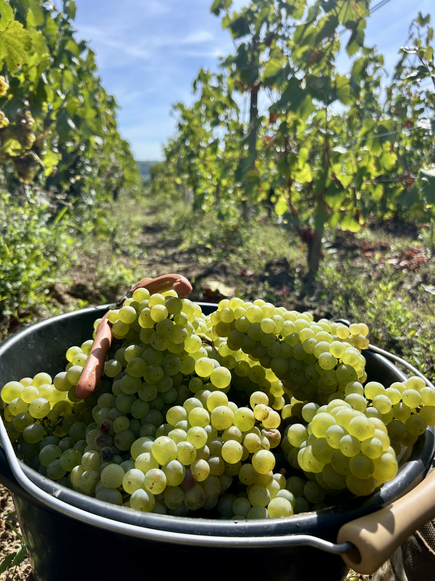 Vendanges Septembre 2025