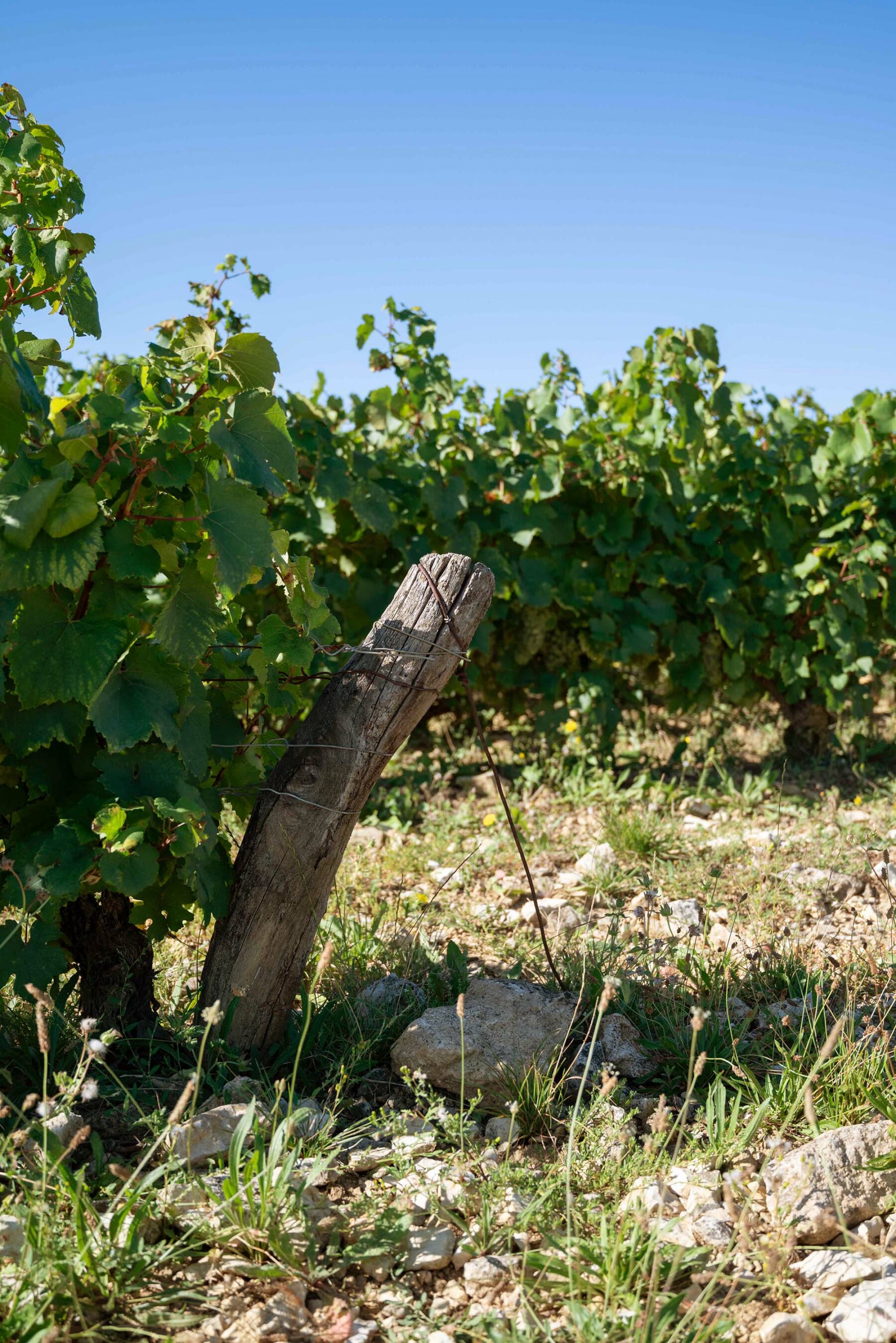 Vin Franc de pied : définition et histoire du goût originel
